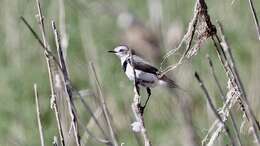 Image of White-fronted Chat