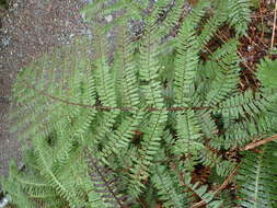 Image of Tree Fern Golden