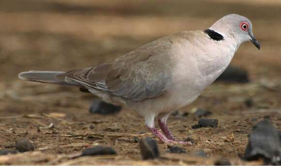 Image of Streptopelia Bonaparte 1855