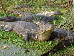 Image of Yacare caiman