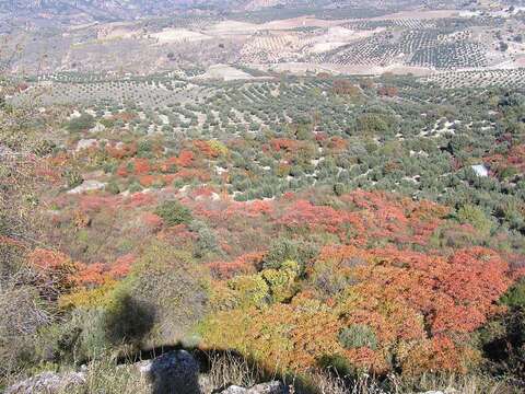 Image of Sicilian sumac