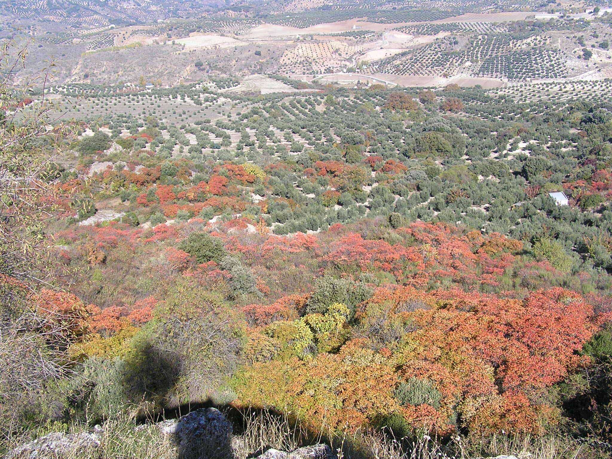 Image of Sicilian sumac