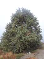 Cupressus arizonica var. nevadensis (Abrams) Little resmi