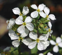 Image of cultivated radish