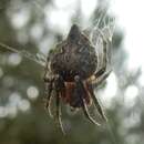 Image of Humpbacked orbweaver