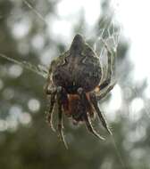 Image of Humpbacked orbweaver