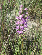 Слика од Liatris punctata var. mucronata (DC.) B. L. Turner