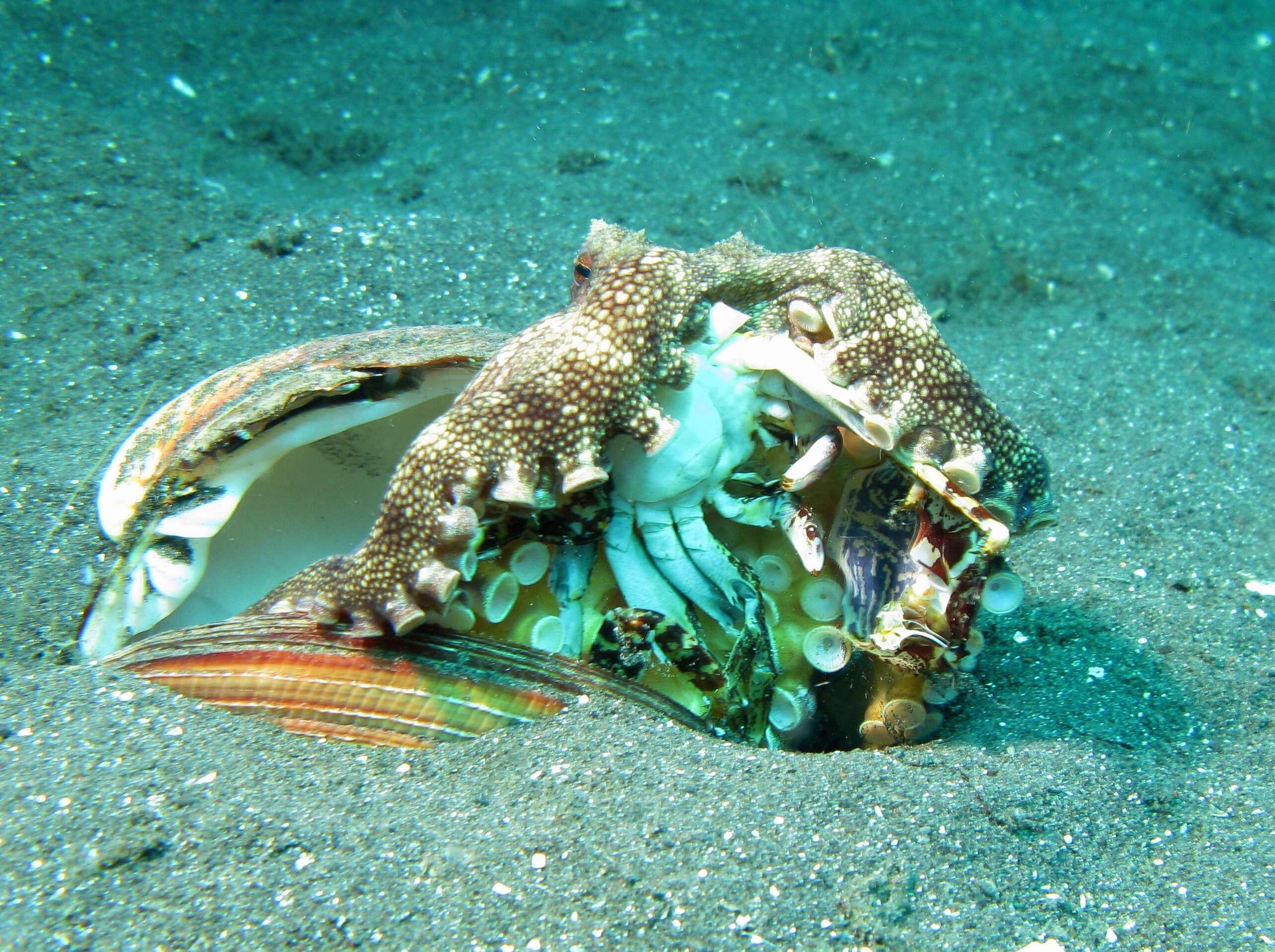 Image of Coconut shell octopus