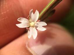 Epilobium leptophyllum Rafin. resmi