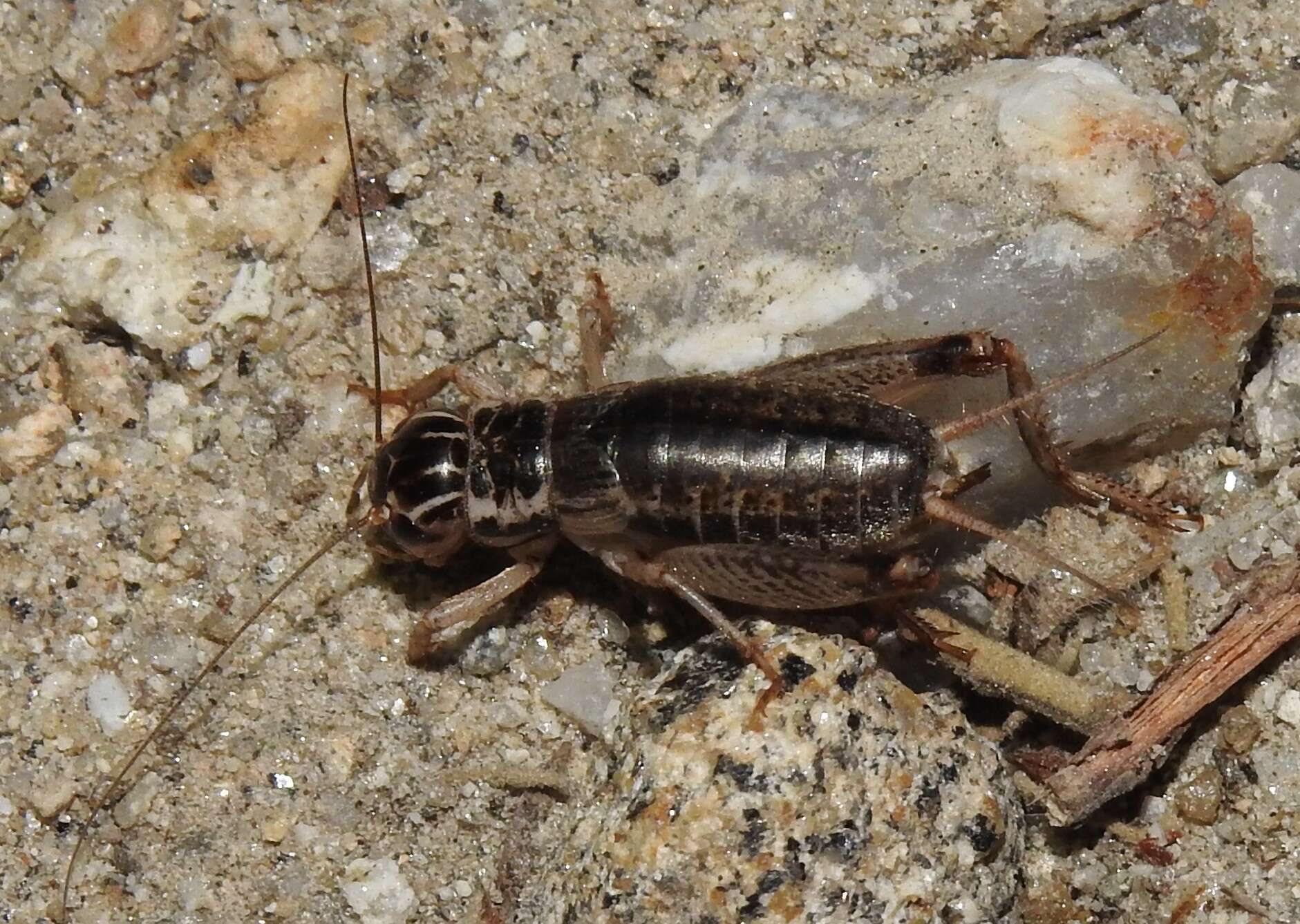 Image of Eugryllodes escalerae (Bolívar & I. 1894)