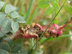 Image of Janetiella frankumi Harris 2003