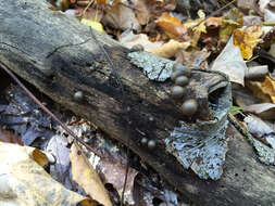 Image of Lycogala epidendrum