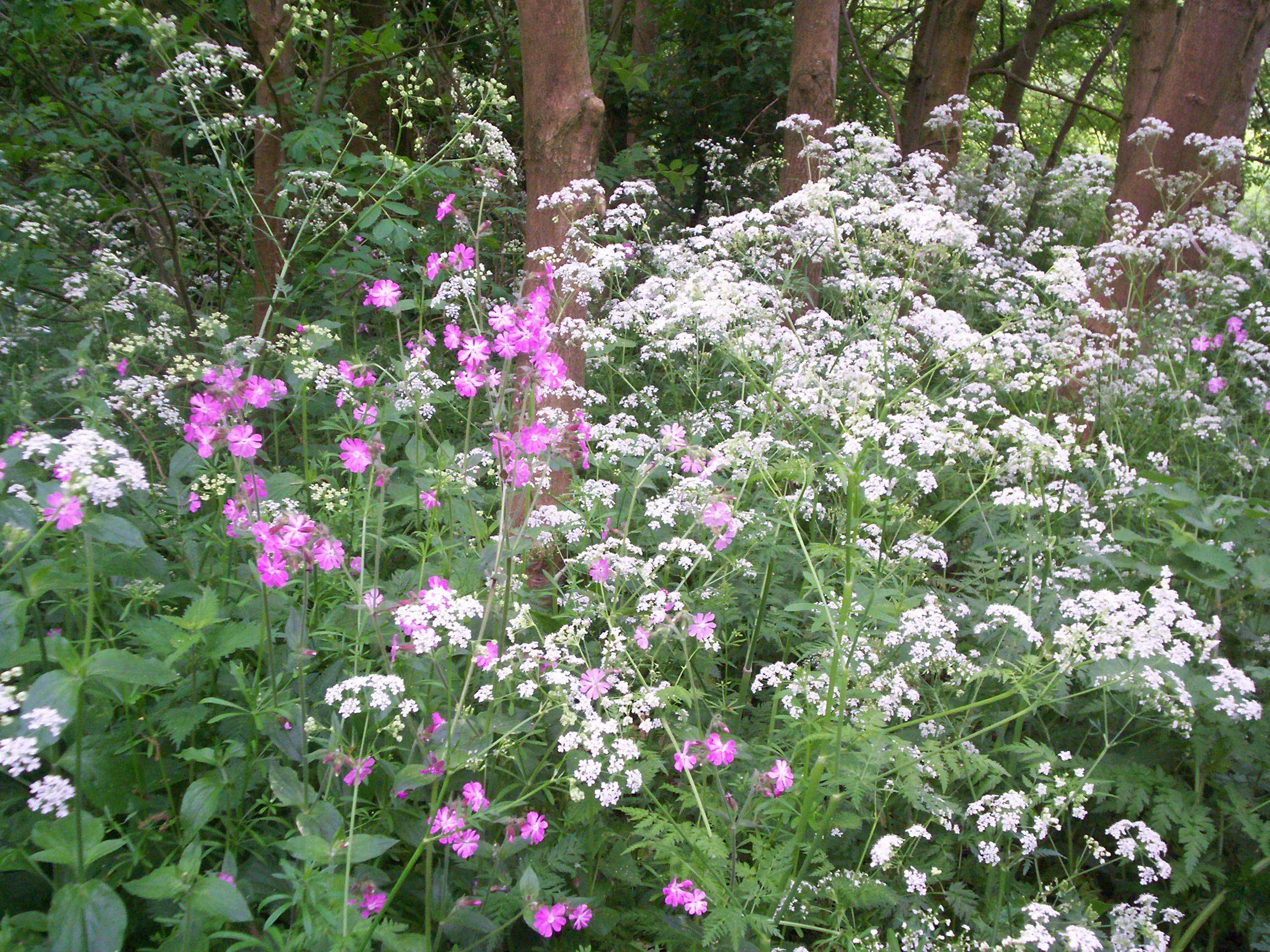 صورة Silene dioica (L.) Clairv.