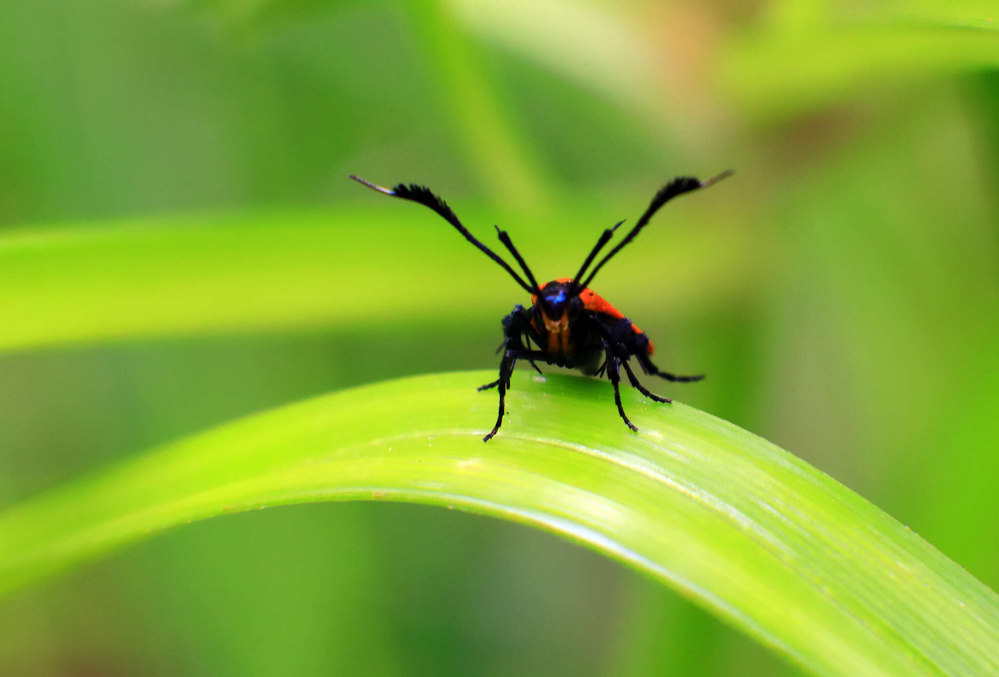 Слика од Snellenia lineata Walker 1856