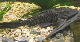 Image of Amazon sailfin catfish