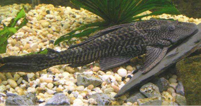 Image of Amazon sailfin catfish