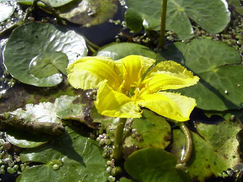 Image of yellow floatingheart