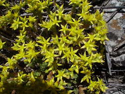 Image of Biting Stonecrop