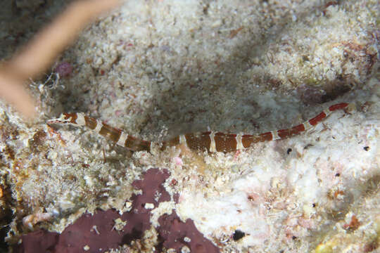 Image of Brown-banded Pipefish