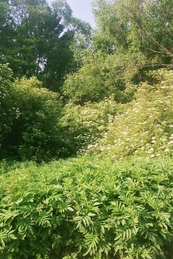 Imagem de Sambucus nigra L.