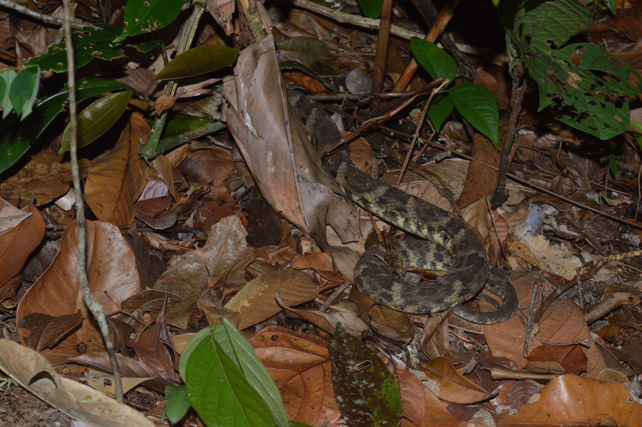 Imagem de Bothrops leucurus Wagler 1824