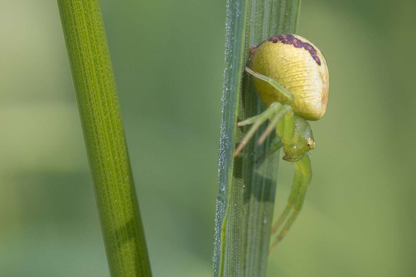 Sivun Ebrechtella tricuspidata (Fabricius 1775) kuva