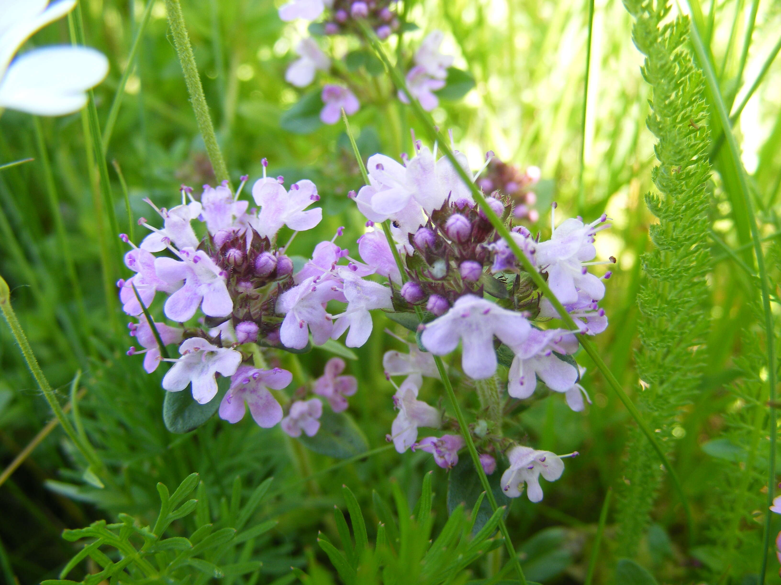 Слика од Thymus serpyllum L.