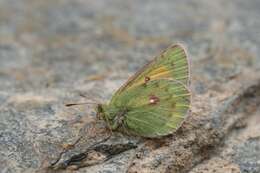 Image of Colias stoliczkana Moore 1878