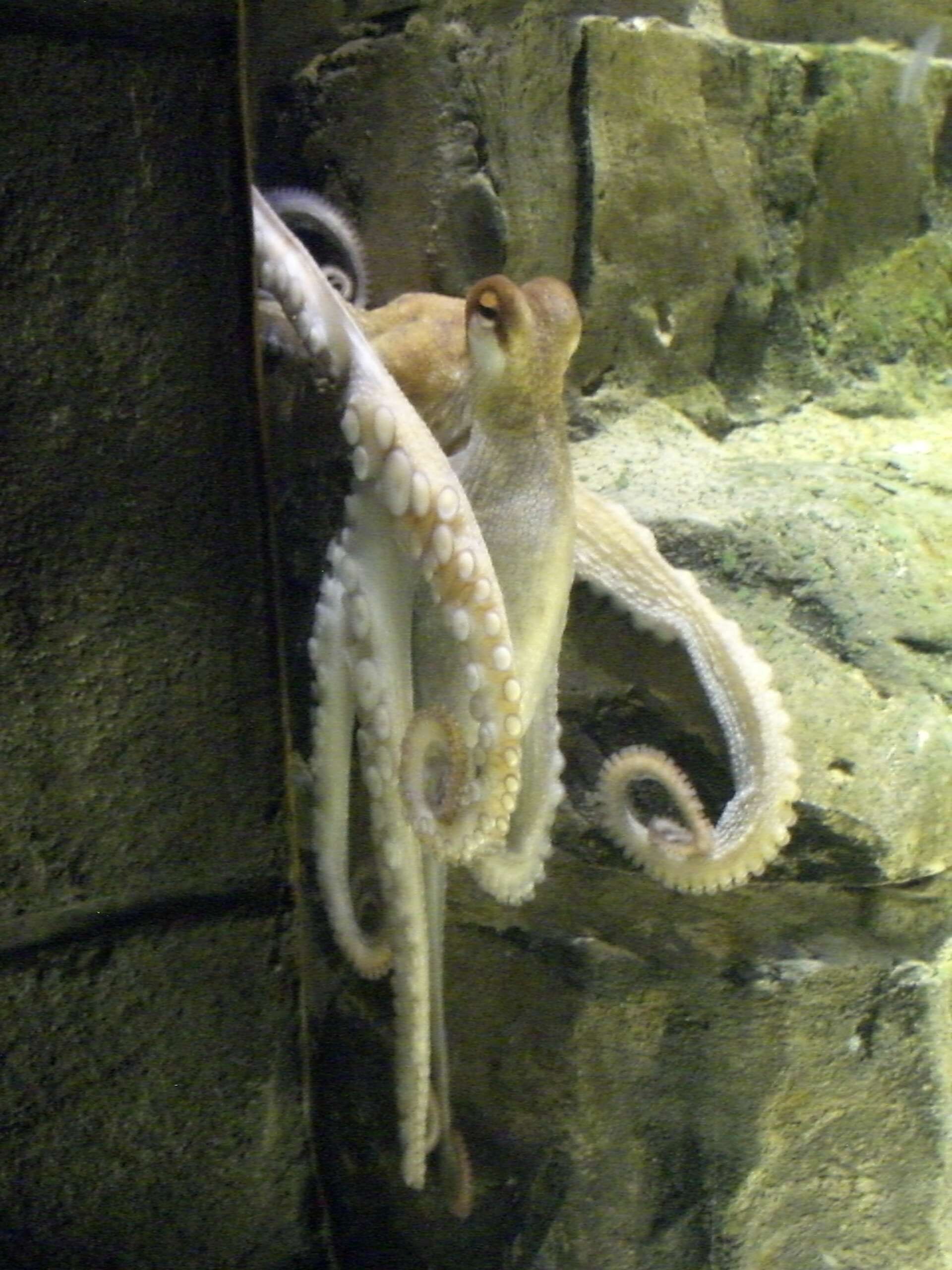 Image of Common octopus