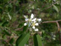 Imagem de Amelanchier arborea (Michx. fil.) Fern.