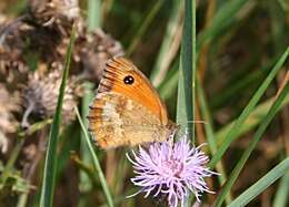 Image of hedge brown