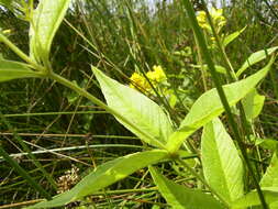 Image of Yellow Loosestrife