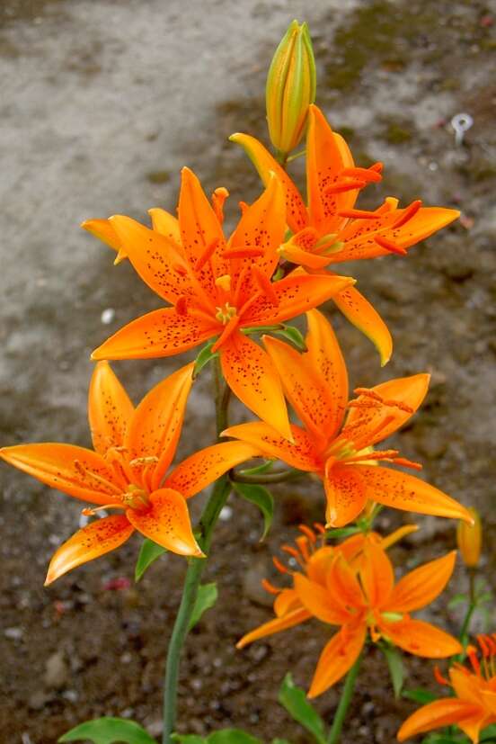 Image of Lilium tsingtauense Gilg