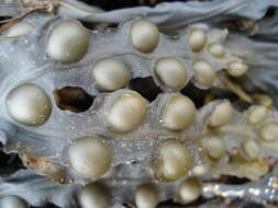 Image of Bladder Wrack