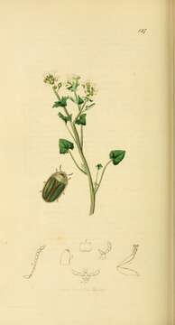 Image of early scurvygrass