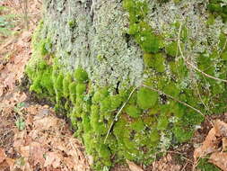 Image of dicranum moss