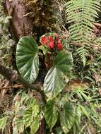 Image of Begonia stenotepala L. B. Sm. & B. G. Schub.