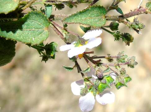 Image of White Fen-Rose