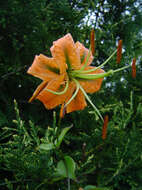 Image of Henry's lily