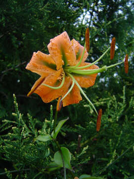 Image of Henry's lily