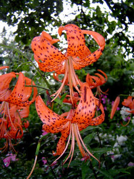 Image of Tiger lily