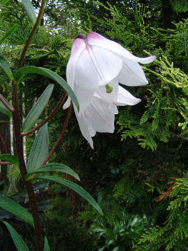 Image of Lilium mackliniae Sealy