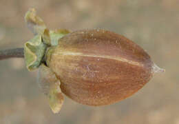 Слика од Ipomoea carnea subsp. fistulosa (Mart. ex Choisy) D. F. Austin