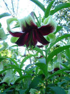 Image of Lilium nepalense D. Don