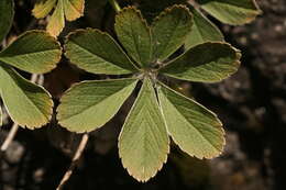 Image of Potentilla valderia L.