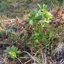 Image of Helleborus viridis subsp. occidentalis (Reuter) Schifner