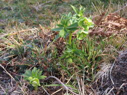 Image of Helleborus viridis subsp. occidentalis (Reuter) Schifner