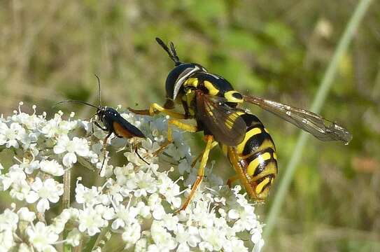 Image of Chrysotoxum octomaculatum Curtis 1837