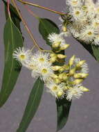 Image of Eucalyptus fracta K. D. Hill