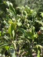 Image of Olifants River Bushwillow